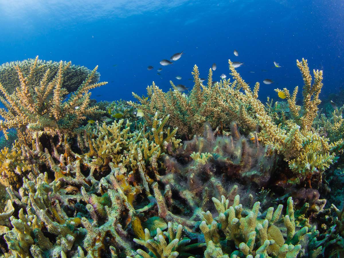 Amun Ini betreibt das erfogreichste Korallenzuchtprogramm auf den Philippinen