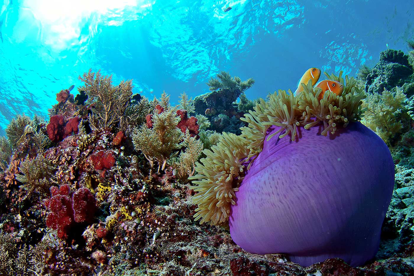 Anemone Big Drop Off