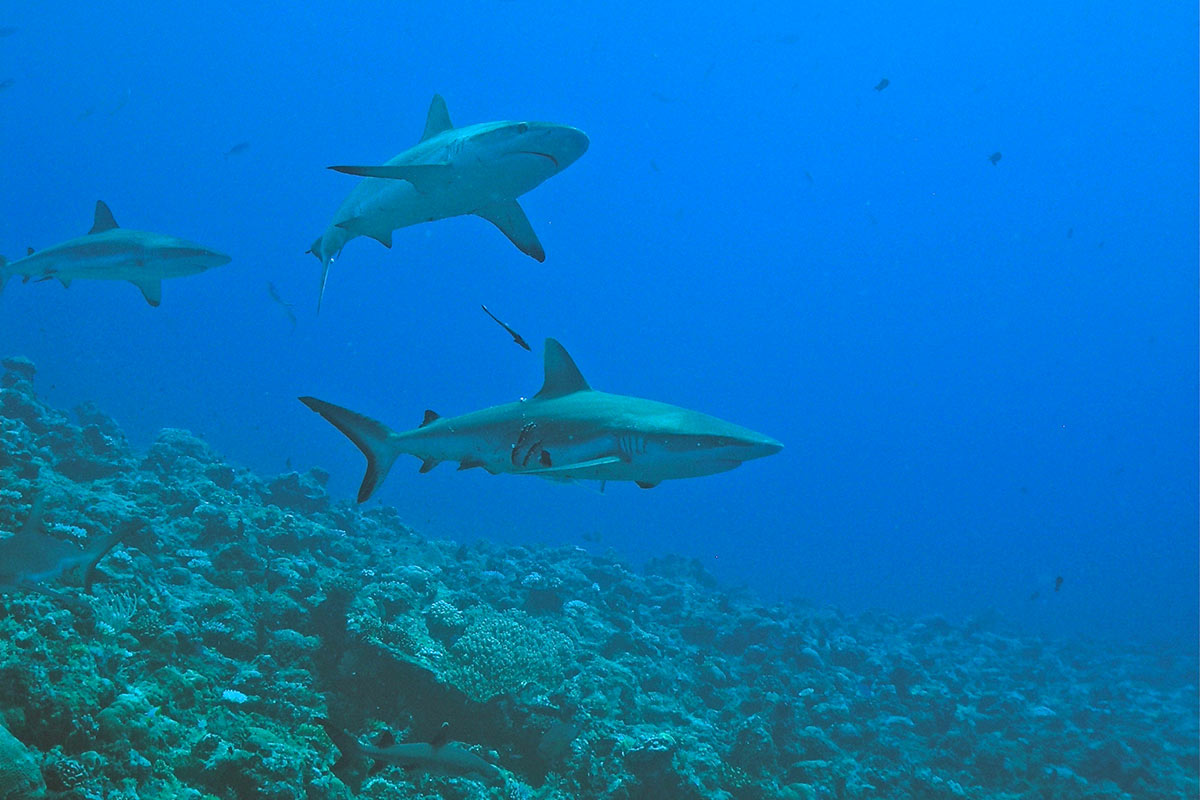 PADI Blue Corner Specialty