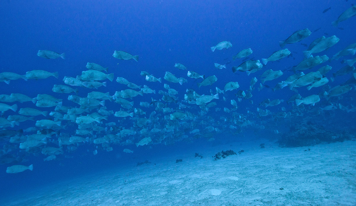 Sams Tours Palau - Unique Dive Expeditions