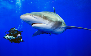Haie ohne Grenzen! Sam’s Tours Palau und Stuart Cove’s Dive Bahamas rühren auf der boot 2019 die (Los-)Trommel für den Haischutz